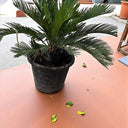 Cycas revoluta – Sago Palm 6