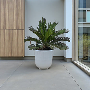 Cycas revoluta – Sago Palm 8