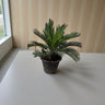 Cycas revoluta – Sago Palm 7
