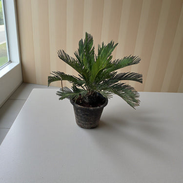 Cycas revoluta – Sago Palm 7