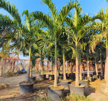 Veitchia merrillii – Manila Palm (Christmas Palm)