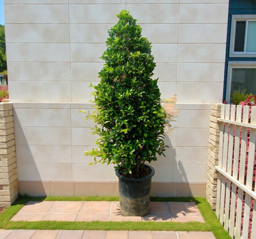 Ficus Nitida Cone Shape 1