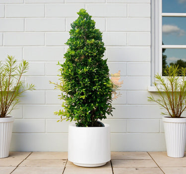 Ficus Nitida Cone Shape 3