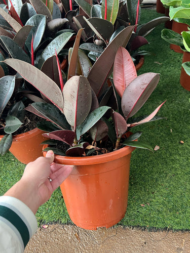 Ficus Elastica – Robusta – India Rubber Tree 7