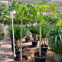 Carica Papaya – Papaya Tree 5