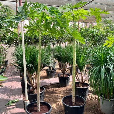 Carica Papaya – Papaya Tree 5