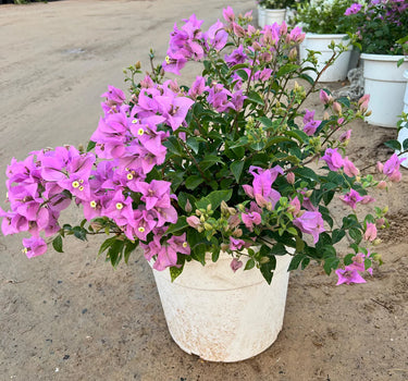 Bougainvillea alexandra "Purple-Paper Flower"