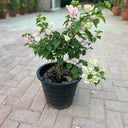 Bougainvillea Spectabilis 4