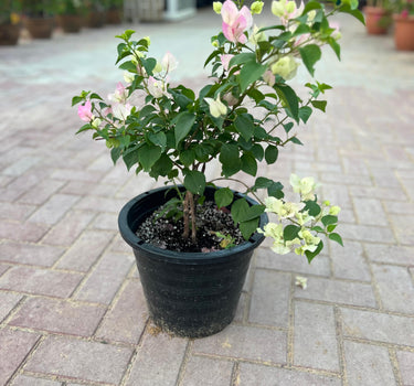 Bougainvillea Spectabilis 4