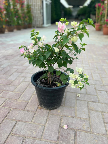Bougainvillea Spectabilis 4