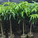Mango Tree – Mangifera Indica – King of Fruits 6