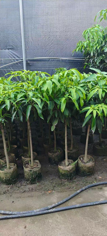 Mango Tree – Mangifera Indica – King of Fruits 6