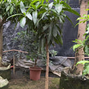 Mango Tree – Mangifera Indica – King of Fruits 4