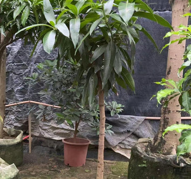 Mango Tree – Mangifera Indica – King of Fruits 4