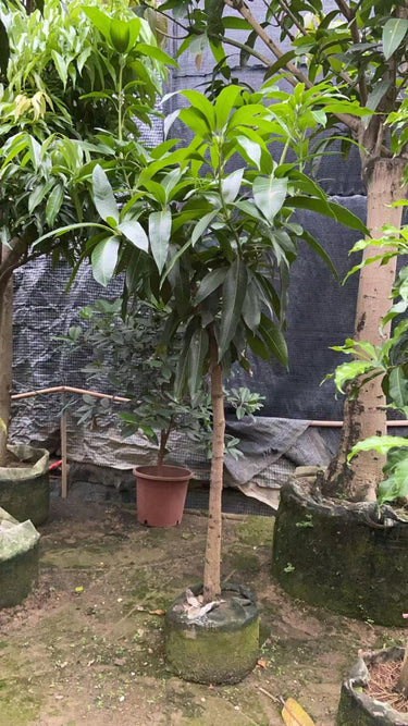 Mango Tree – Mangifera Indica – King of Fruits 9