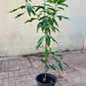 Mango Tree – Mangifera Indica – King of Fruits 7