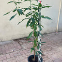 Mango Tree – Mangifera Indica – King of Fruits 8