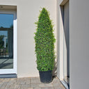 Ehretia Microphylla – Ehretia Cone Shape – Fukien Tea 10