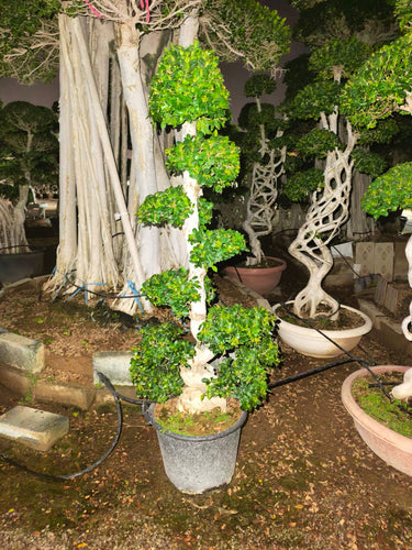 Ficus Bonsai – S Shaped 7