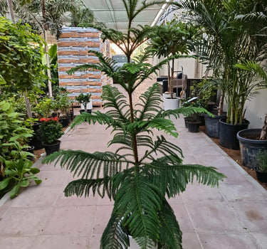 Araucaria Heterophylla – Norfolk Island Pine