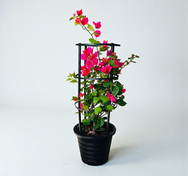 Bougainvillea Glabra – 4 Stick multi Colors 1