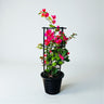 Bougainvillea Glabra – 4 Stick multi Colors 4
