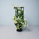 Bougainvillea Glabra – 4 Stick multi Colors 8