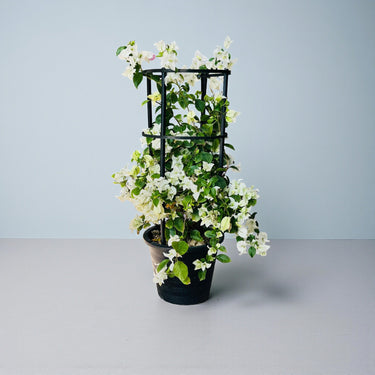 Bougainvillea Glabra – 4 Stick multi Colors 9