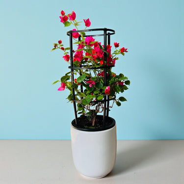Bougainvillea Glabra – 4 Stick multi Colors 6