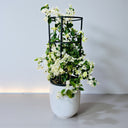 Bougainvillea Glabra – 4 Stick multi Colors 10
