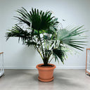 Livistona Palm – Chinese Fan Palm – Large Leaves 9