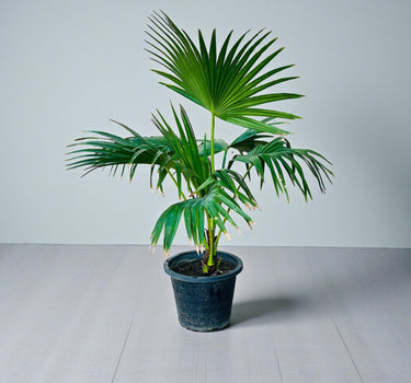 Livistona Palm – Chinese Fan Palm – Large Leaves 1