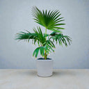 Livistona Palm – Chinese Fan Palm – Large Leaves 2