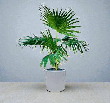 Livistona Palm – Chinese Fan Palm – Large Leaves 2