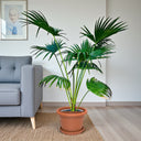 Livistona Palm – Chinese Fan Palm – Large Leaves 8
