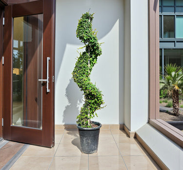 Ehretia Microphylla – Spiral Shape – Fukien Tea Tree 1