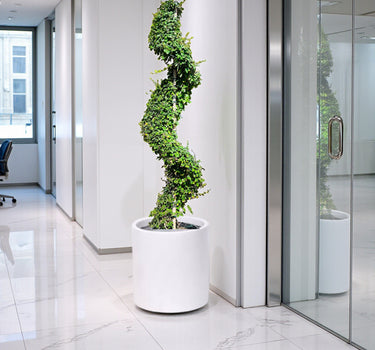 Ehretia Microphylla – Spiral Shape – Fukien Tea Tree 3