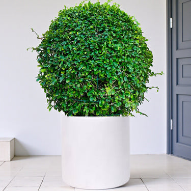 Ehretia Microphylla – Fukien Tea Tree – Ehretia Ball Shape 12