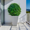 Ehretia Microphylla – Fukien Tea Tree – Ehretia Ball Shape 7