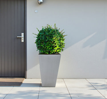 Ehretia Microphylla – Fukien Tea Tree – Ehretia Ball Shape 3