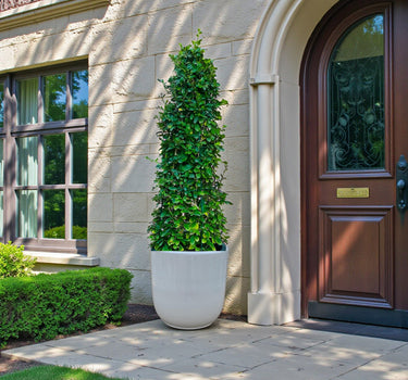 Ehretia Microphylla – Ehretia Cone Shape – Fukien Tea 2