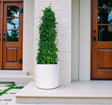 Ehretia Microphylla – Ehretia Cone Shape – Fukien Tea 3