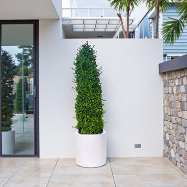 Ehretia Microphylla – Ehretia Cone Shape – Fukien Tea 6