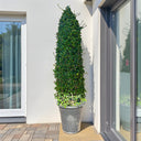 Ehretia Microphylla – Ehretia Cone Shape – Fukien Tea 7