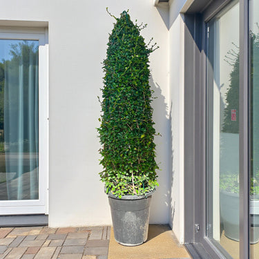 Ehretia Microphylla – Ehretia Cone Shape – Fukien Tea 7
