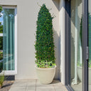 Ehretia Microphylla – Ehretia Cone Shape – Fukien Tea 8