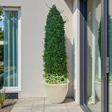 Ehretia Microphylla – Ehretia Cone Shape – Fukien Tea 8