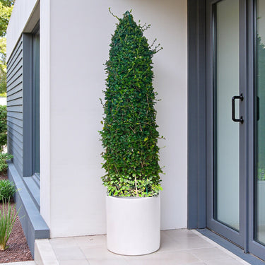 Ehretia Microphylla – Ehretia Cone Shape – Fukien Tea 9
