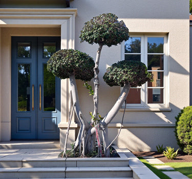Ficus Microcarpa Bonsai – Three head 1