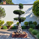 Ficus Macro Bonsai Netted 2